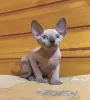 Канадский сфинкс котята, голенькие, ласковые, красивых окрасов