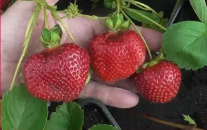 Флорида Бьюти. Семена.