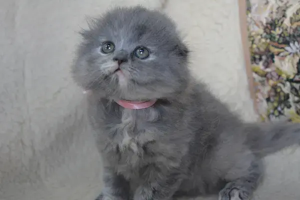 Шотландские Вислоухие и Прямоухие Котята