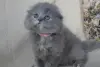 Шотландские Вислоухие и Прямоухие Котята