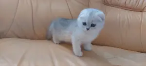 Шотландский котенок/котята вислоухие белые/серебро
