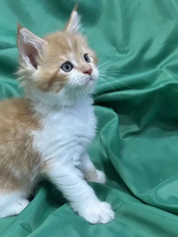 Мейн-Кун чистокровные котята