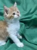 Мейн-Кун чистокровные котята