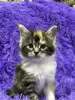 Мейн-Кун чистокровные котята