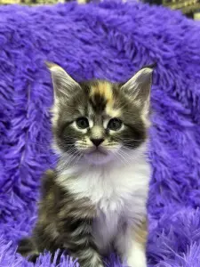 Мейн-Кун чистокровные котята