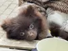 Померанский шпиц.