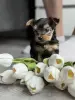 Йоркширский терьер