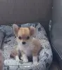 Чихуахуа