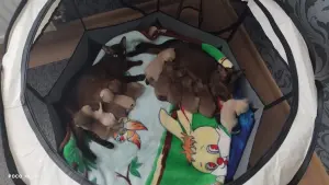 Европейская Бурма Котята