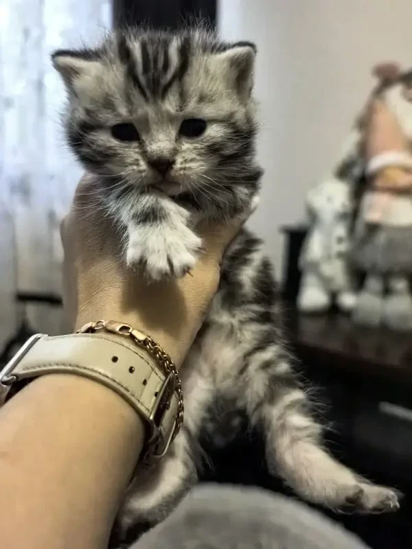 Шотландские котята
