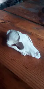 Чей черепок ...