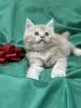 Мейн-Кун чистокровные котята