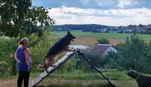 Бытовая дрессировка собак