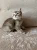 Котята Шотландские