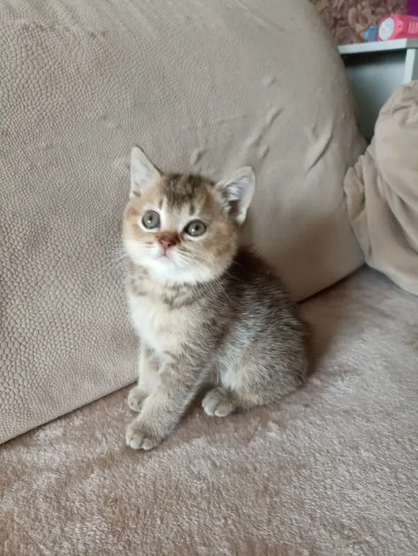 Котята Шотландские