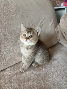 Котята Шотландские
