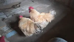 Петухи породистые