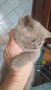 Шотландские вислоухие котята