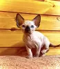 Канадский сфинкс котята, голенькие, ласковые, красивых окрасов