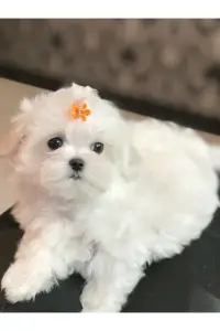 МАЛЬТИЙСКАЯ БОЛОНКА