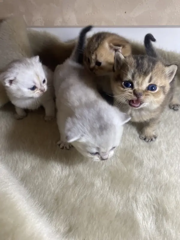 Котята для брони