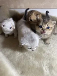 Котята для брони