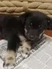 Щенок
