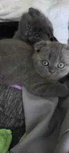 Шотландский вислоухий котенок