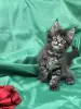 Мейн-Кун чистокровные котята