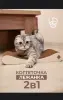 Шотландская кошечка