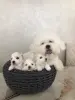 Щенки породы Бишон Фризе