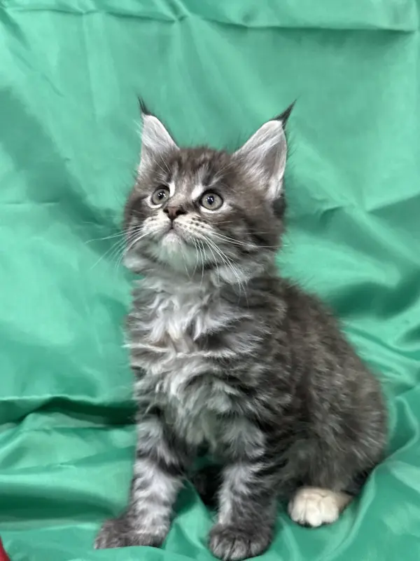 Мейн-Кун чистокровные котята