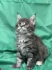 Мейн-Кун чистокровные котята