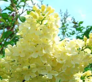 Сирень саженцы