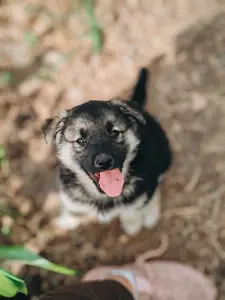 Щенок