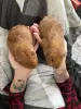 Морская свинка Калифорния