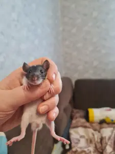 Крысята
