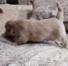Щенки мальтипу