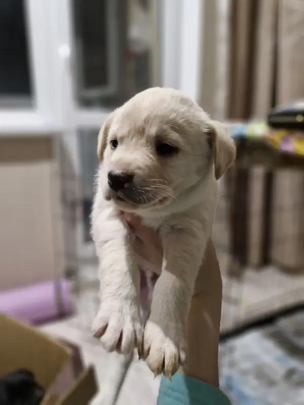 бордер колли короткошёрстный кобель