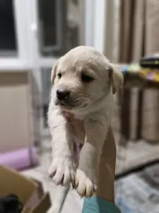 бордер колли короткошёрстный кобель
