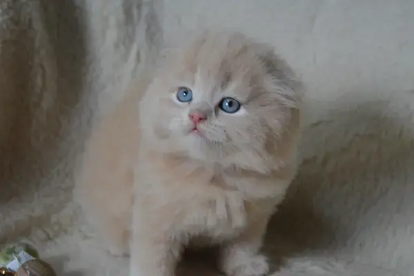 Шотландские Вислоухие и Прямоухие Котята