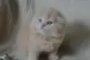 Шотландские Вислоухие и Прямоухие Котята