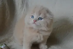 Шотландские Вислоухие и Прямоухие Котята