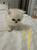 Кошечки шиншила пойнт