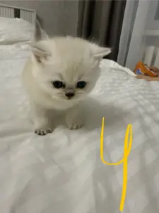 Кошечки шиншила пойнт