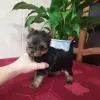 Йорк девочка.
