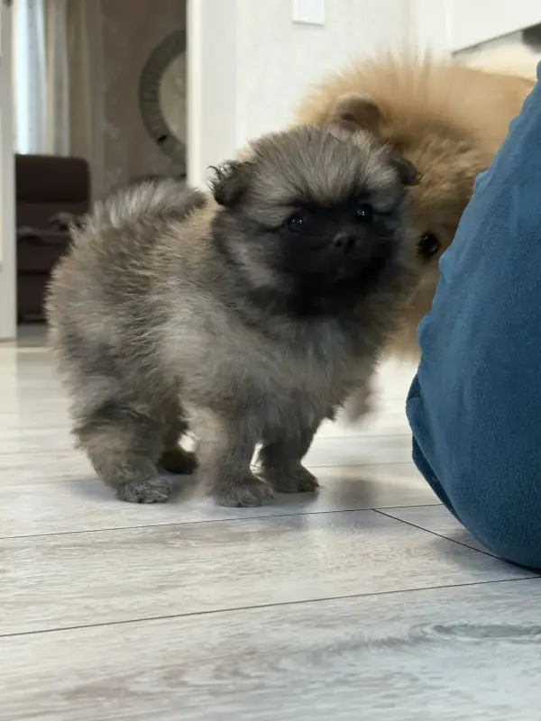 Померанский шпиц