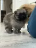 Померанский шпиц