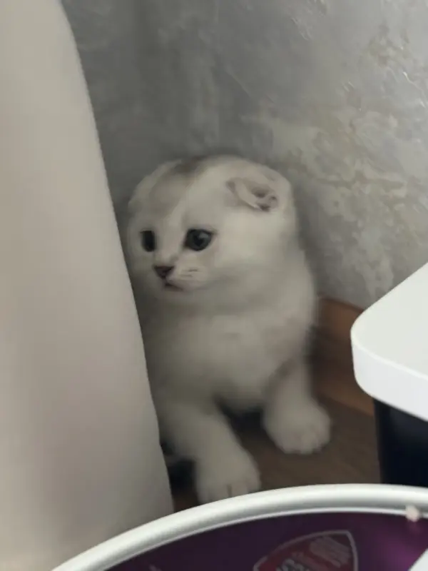 Шотландский котенок
