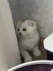 Шотландский котенок